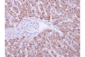 IHC-P Image DUSP19 antibody detects DUSP19 protein at cytosol on human normal liver by immunohistochemical analysis. (DUSP19 antibody)