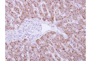 IHC-P Image DUSP19 antibody detects DUSP19 protein at cytosol on human normal liver by immunohistochemical analysis. (DUSP19 antibody)