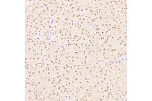 Immunohistochemistry (Paraffin-embedded Sections) (IHC (p)) image for anti-Exportin 7 (XPO7) antibody (ABIN7073901)