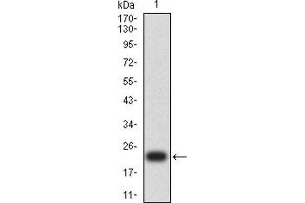 MYLK anticorps  (AA 1375-1524)