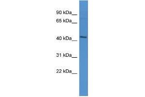 WB Suggested Anti-APLNR Antibody Titration: 0. (Apelin Receptor antibody  (N-Term))