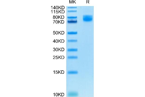 CD86 Protein (CD86) (AA 26-247) (Fc Tag)