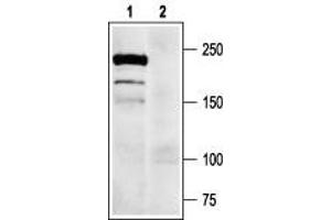 Western Blotting (WB) image for anti-Sodium Channel, Voltage-Gated, Type IX, alpha Subunit (SCN9A) (AA 446-460), (Intracellular) antibody (ABIN7043647)
