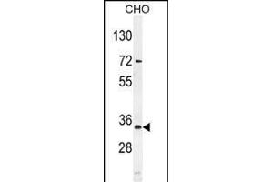 BCA3 Antibody (N-term) (ABIN654052 and ABIN2843954) western blot analysis in mouse CHO cell line lysates (35 μg/lane). (AKIP1 antibody  (N-Term))