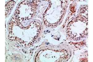 Immunohistochemical analysis of paraffin-embedded Human-testis, antibody was diluted at 1:100 (PIK3R2 antibody  (AA 1-60))