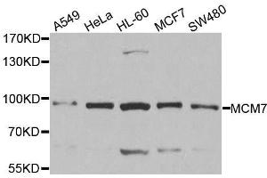 Western Blotting (WB) image for anti-Minichromosome Maintenance Complex Component 7 (MCM7) (AA 360-719) antibody (ABIN3021521)