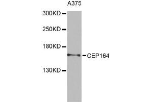 Western blot analysis of extracts of A-375 cells, using CEP164 Antibody. (CEP164 antibody)