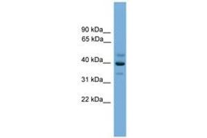 BNIPL 抗体  (AA 251-300)