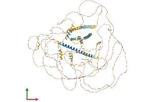 AlphaFold protein structure predicition of Human Recombinant MAML2 Protein, UniprotID Q8IZL2 (MAML2 Protein (AA 1-1156) (His tag))