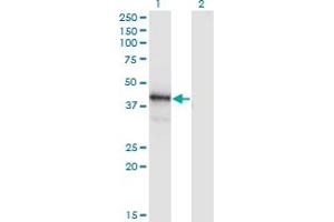 POU4F1 antibody  (AA 331-420)