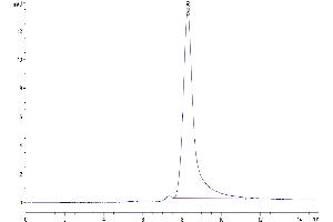 The purity of Human GAL1 is greater than 95 % as determined by SEC-HPLC. (LGALS1/Galectin 1 Protein (AA 2-135) (Fc Tag))