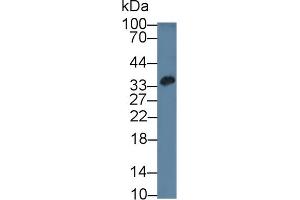 Detection of RGN in Mouse Liver lysate using Polyclonal Antibody to Regucalcin (RGN) (Regucalcin antibody  (AA 65-299))