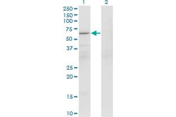 PATZ1 antibody  (AA 260-358)