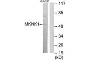 Western Blotting (WB) image for anti-MAP Kinase Interacting serine/threonine Kinase 1 (MKNK1) (AA 111-160) antibody (ABIN2889741) (MKNK1 antibody  (AA 111-160))