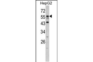 Western blot analysis of DONSON antibody in HepG2 cell line lysates (35ug/lane) (DONSON antibody  (N-Term))