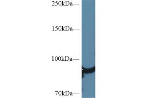 Western Blotting (WB) image for anti-Heat Shock Protein 90kDa alpha (Cytosolic), Class A Member 1 (HSP90AA1) (AA 698-732) antibody (ABIN7443815)