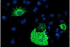 Anti-PDE1B mouse monoclonal antibody (ABIN2454878) immunofluorescent staining of COS7 cells transiently transfected by pCMV6-ENTRY PDE1B (RC206588). (PDE1B antibody)