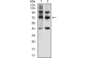 SEMA7A antibody  (AA 169-390)
