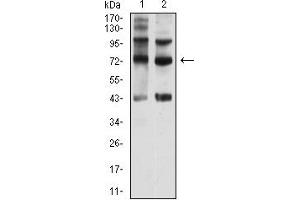Western blot analysis using CD108 mouse mAb against Hela (1) and Y-79 (2) cell lysate. (SEMA7A antibody  (AA 48-222))