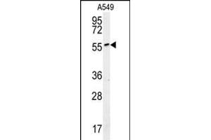 ALG10B Antibody (C-term) (ABIN651817 and ABIN2840410) western blot analysis in A549 cell line lysates (15 μg/lane).