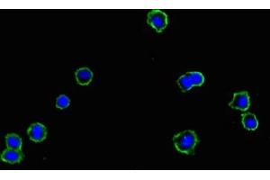 Immunofluorescent analysis of HepG2 cells using ABIN7159449 at dilution of 1:100 and Alexa Fluor 488-congugated AffiniPure Goat Anti-Rabbit IgG(H+L) (Cyclin M1 antibody  (AA 287-586))