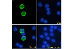 Immunofluorescence staining of fixed mouse splenocytes with anti-GITR antibody YGITR765. (Recombinant TNFRSF18 antibody)