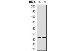 Western blot analysis of MAPKAPK3 expression in Hela (A), Jurkat (B) whole cell lysates.