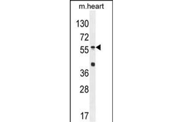 SP8 antibody  (C-Term)