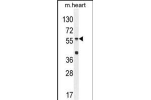 SP8 Antibody (C-term) (ABIN654756 and ABIN2844440) western blot analysis in mouse heart tissue lysates (35 μg/lane).