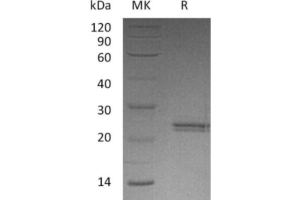 CNTF Protein