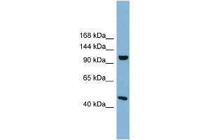 WB Suggested Anti-C17orf71 Antibody Titration: 0.