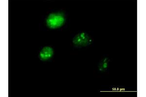 Immunofluorescence of purified MaxPab antibody to IRF1 on HeLa cell. (IRF1 antibody  (AA 1-325))