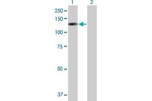Western Blot analysis of OSBPL8 expression in transfected 293T cell line by OSBPL8 MaxPab polyclonal antibody.