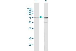 Western Blot analysis of PES1 expression in transfected 293T cell line by PES1 MaxPab polyclonal antibody. (PES1 antibody  (AA 1-588))