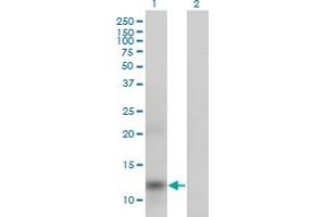 Western Blot analysis of APOA2 expression in transfected 293T cell line by APOA2 monoclonal antibody (M01), clone 4F3.