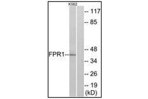 Western blot analysis of extracts from K562 cells, using FPR1 Antibody. (FPR1 antibody)