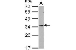 WB Image Sample (30 ug of whole cell lysate) A: U87-MG 12% SDS PAGE antibody diluted at 1:1000 (GSC antibody)