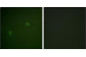 Immunofluorescence (IF) image for anti-Nucleophosmin (Nucleolar phosphoprotein B23, Numatrin) (NPM1) (AA 201-250) antibody (ABIN1532749)
