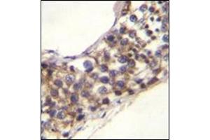 Formalin fixed, paraffin embedded human testis tissue stained with PNLDC1 Antibody (C-term) followed by peroxidase conjugation of the secondary antibody and DAB staining. (PNLDC1 antibody  (C-Term))