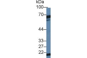 Western Blot; Sample: Mouse Testis lysate; Primary Ab: 1µg/ml Rabbit Anti-Mouse DKC Antibody Second Ab: 0.