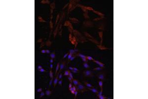 Immunofluorescence analysis of NIH/3T3 cells using OXA1L antibody. (OXA1L antibody  (AA 396-495))