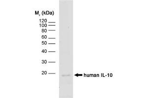 Image no. 1 for anti-Interleukin 10 (IL10) antibody (ABIN217691) (IL-10 antibody)