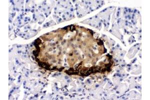IHC testing of rat pancreas with GLP-1 antibody. (GLP-1 antibody)