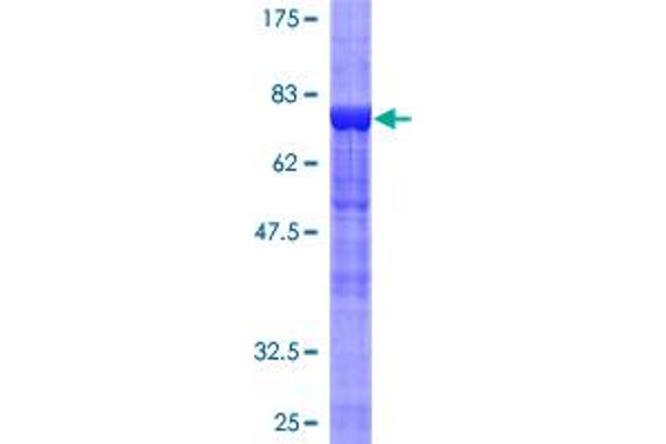 PTPN11 Protein (AA 1-460) (GST tag)