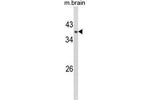 Western blot analysis of AP17436PU-N GPD1 Antibody (N-term) in Mouse brain tissue lysates (35 µg/lane). (GPD1 antibody  (N-Term))