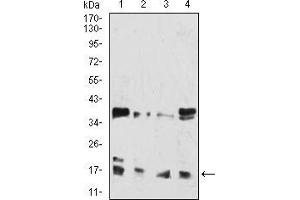 Western blot analysis using HIST2H3C(27Ac) mouse mAb against Hela (1), Lncap (2), Jurkat (3), and Jurkat (4) cell lysate. (Histone Cluster 2, H3c (HIST2H3C) (acLys27) antibody)