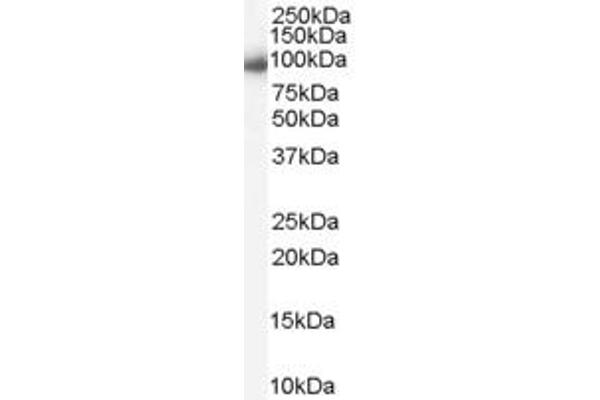 KPNB1 antibody  (C-Term)