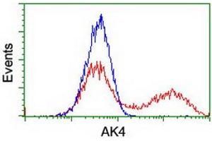 Image no. 1 for anti-Adenylate Kinase 4 (AK4) antibody (ABIN1496526) (AK4 antibody)