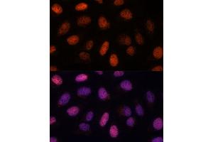 Immunofluorescence analysis of U-2 OS cells using RPP38 antibody (ABIN7269983) at dilution of 1:100. (RPP38 antibody  (AA 20-110))