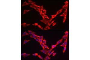 Immunofluorescence analysis of NIH/3T3 cells using WIF1 Rabbit pAb (ABIN6128927, ABIN6150218, ABIN6150220 and ABIN6221033) at dilution of 1:25 (40x lens). (WIF1 antibody  (AA 29-220))